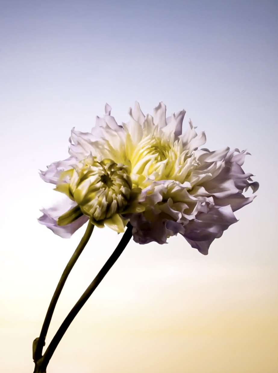Capture d’écran 2020-09-24 à 11.23.18